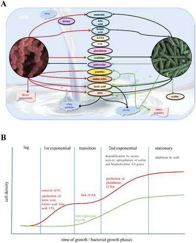 Figure 4. The symbiosis between Streptococcus (S.) thermophilus and Lactobacillus (L.) delbrueckii subsp. bulgaricus in milk fermentation. A. Metabolite-level interactions between and nutrient codependency of S. thermophilus (red) and L. bulgaricus (green) during the milk fermentation process Display full size production or enzymatic activity; Display full size positive effect of the component; Display full size negative effect; Display full size neutral or yet-to-be-confirmed effect. B. Schematic diagram showing the different bacterial growth phases during milk fermentation. The growth of S. thermophilus and L. bulgaricus are shown by the red and green curves, respectively. AA: amino acid; EPS: exopolysaccharide; LCFA: long-chain fatty acid.