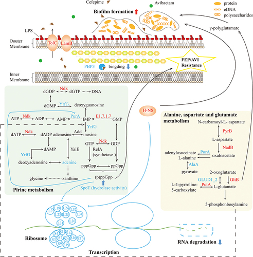 Figure 8 Proteomics and metabolomics perspective of FEP/AVI resistance mechanism in CRKP. The affected purine metabolism had an impact on the biosynthesis of (p)ppGpp, which together with increased H-NS and GltB promotes biofilm formation and thereby preventing drug entry into bacteria. However, the above changes simultaneously reduced adenine, inhibiting ribosomal proteins and function in K. pneumoniae. Decreased PBP3 reduced bacterial binding to FEP. Altered fatty acids regulated cell membrane fluidity. Red and blue fonts represent significantly increased and decreased DEPs and metabolites, respectively, while black front indicates insignificant proteins or metabolites.