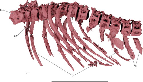 Figure 15. Axial skeleton of †Iridopristis parrisi. Holotype (NJSM GP12145), Hornerstown Formation, early Paleocene (Danian), New Jersey, USA. Shown in left lateral view. Abbreviations: c, centra; en, epineural; hs, haemal spines; r, ribs. Arrow indicates anatomical anterior. Scale bar represents 5 cm.