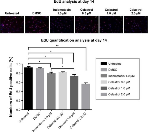 Figure 4 Cell proliferation is measured by performing an EdU incorporation assay on day 14.