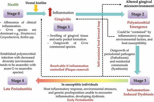 Figure 5. Inflammation-Mediated Polymicrobial Emergence and Dysbiotic Exacerbation (IMPEDE) model. According to this proposed model, plaque-induced periodontitis is mainly derived from inflammation. This model consists of 5 stages: stage 1: gingivitis, stage 2: emergence of polymicrobial diversity in early periodontitis, stage 3: inflammation mediated dysbiosis and opportunistic infection, and stage 4: late stage of periodontitis. Adapted from Van Dyke et al., 2020 [Citation147].
