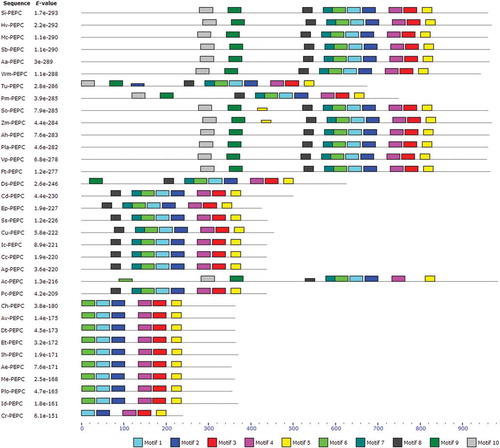 Figure 7. Discovered conserved motifs for PEPC proteins in C4 and CAM plants by MEME tool. The motifs are shown as different-colored boxes.