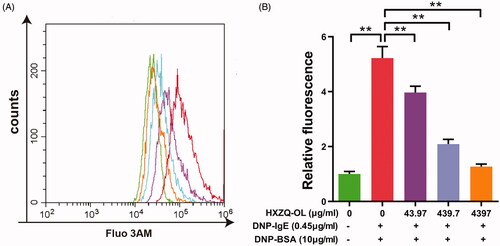 Figure 4. HXZQ-OL inhibited the intracellular Ca2+ concentration in IgE/Ag-mediated RBL-2H3 cells. IgE-sensitized RBL-2H3 cells were incubated with HXZQ-OL for 30 min, followed by DNP-BSA challenge for 10 min. The intracellular Ca2+ concentration was determined using flow cytometry with Fluo 3/AM probe. The data were expressed as the mean ± SD values of three independent experiments. *p < 0.05 and **p < 0.01.