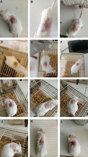 Figure 3 Photograph of excision wound test result for negative control (A), ME 2.5% (B), ME 5% (C) and 2% nitrofurazone (D), EAF 2.5% (E), EAF 5% (F), MEF 2.5% (G), MEF 5% (H), AQF 2.5% (I), AQF 5% (J), HF 2.5% (K), and HF 5% (L) respectively, on the day of wound closure for each group.