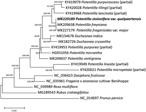Figure 1 Neighbor-joining (bootstrap repeat is 10,000) and maximum likelihood (bootstrap repeat is 1,000) phylogenetic trees of 18 Rosaceae partial or complete chloroplast genomes: Potentilla stolonifera var. quelpaertensis (MK229189, in this study), Potentilla stolonifera (MK227179), Potentilla freyniana (MK209638), Potentilla centigrana (MK209637), Duchesnea chrysantha (MK182726), Duchesnea indica (MK134678), Potentilla tilingii (KY420028; partial genome), Potentilla lancinata (KY419968; partial genome), Potentilla purpurea (KY419953; partial genome), Potentila purpurascens (KY419979; partial genome), Potentilla micropetala (KY420021; partial genome), Potentilla micrantha (HG931056), Potentilla lineata (KY419949; partial genome), Dasiphora fruticosa (NC 036423), Fragaria × ananassa cultivar Benihoppe (NC_035961), Rubus crataegifolius (MG189543), Rosa multiflora (NC_039989), and Prunus persica (NC_014697). Phylogenetic tree was drawn based on neighbor joining phylogenetic tree. The numbers above the branches indicate bootstrap support values of maximum likelihood and neighbor joining phylogenetic trees, respectively.