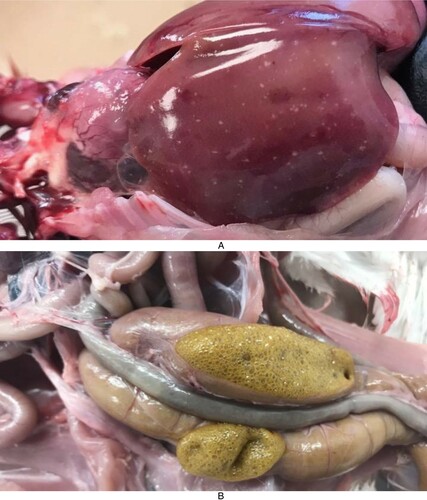 Figure 2. Gross lesions of THRV-infected turkeys. (A) Pinpoint necrotic foci in liver. (B) Frothy caecal contents.