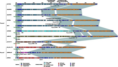 Figure 2 Linear comparison of complete sequences of IncFIIpKF727591 plasmids. Genes are denoted by arrows. Genes, mobile elements and other features are colored based on function classification. Shading regions denote homology of plasmid backbone regions (light blue: ≥90% nucleotide identity; light red: <90% nucleotide identity) but not accessory modules.