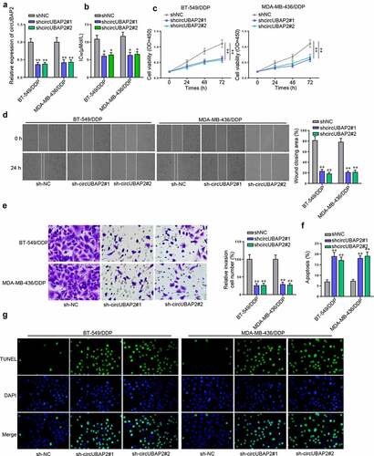 Figure 2. CircUBAP2 knockdown sensitized TNBC cells to DDP. (a) CircUBAP2 expression before and after transfection of shcircUBAP2#1/2 in BT-549/DDP and MDA-MB-436/DDP cells. (b-g) The influence of circUBAP2 deficiency on the IC50 (b), cell proliferation (c), cell migration (d), cell invasion (e), and cell apoptosis (f and g) was evaluated by CCK-8, wound healing, Transwell, and TUNEL assays. *p < 0.05; ** p < 0.01.