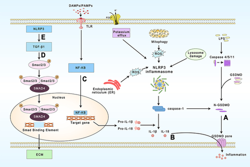 Figure 1 Regulation and function of NLRP3 inflammasome during cardiac fibrosis. (A) Caspase-1 activated by NLRP3 as well as caspase-4,5 and caspase-11 in the non-classical pathway are able to trigger pyroptosis. (B) Caspase-1 cleaves and activates pro-IL-1β and pro-IL-18, and is released extracellularly through the GSDMD pore. (C) The priming stage of NLRP3 inflammasome. (D) and (E) TGF-β/Smad is an important pathway leading to cardiac fibrosis and NLRP3 is capable of regulating it.