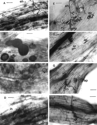 Figure 2.  Light microscopy of cleared and trypan blue stained roots of wild-type ‘Gifu’ (Figures A–D) and mutant Ljsym 72 (Figures E–H) of Lotus japonicus, colonized by Glomus sp. R-10 (A, E), Glomus etunicatum (B, F), Glomus intraradices (C, G) and Gigaspora margarita (D, H). eh, external hypahe, ap, appressoria, ih, internal hyphae, ar, arbuscules, v, vesicles. Bar represents 50 µm.