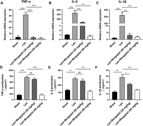 Figure 5 Effects of Bergaptol on proinflammatory cytokine in LPS-treated mice. The mRNA levels of (A) TNF-α, (B) IL-6 and (C) IL-1β in hippocampal tissues of mice in each group. ELISA analysis revealed the release of (D) TNF-α, (E) IL-6, and (F) IL-1β in hippocampal tissues. The results are expressed as mean ± SEM (n=3). *P < 0.05, **P < 0.01, ***P < 0.001 and ****P < 0.0001 as compared with the LPS group.