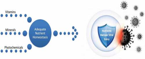 Figure 2. Nutrient homeostsis is vital to hamper viral entry into host cell.