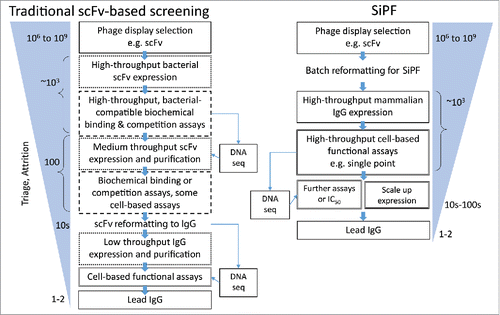 Figure 6. Flow diagrams comparing typical routes from phage display selection to the identification of functional antibodies, highlighting the utility of the SiPF platform in reducing surrogate steps (e.g., scFv format, binding based / biochemical) assays. Rapid conversion of phage scFv to IgG allows earlier analysis of larger numbers of IgG in more relevant, functional cell-based assays.
