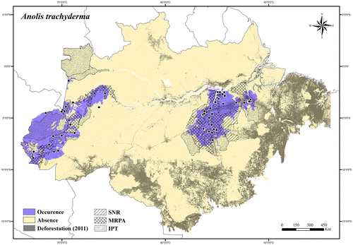 Figure 16. Occurrence area and records of Anolis trachyderma in the Brazilian Amazonia, showing the overlap with protected and deforested areas.