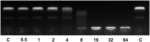 Figure 7 DNA binding activity of Melectin according to gel retardation experiments. In all, 300 ng plasmid DNA was incubated with various amounts of Melectin and then applied to a 1.5% agarose gel. The numbers represent concentrations of Melectin, at 0.5, 1, 2, 4, 8, 16, 32, and 64 μM, respectively. C represents control, consisting of plasmid DNA only.