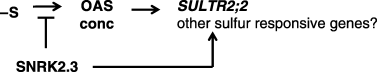 Figure 7  Possible role of SNRk2.3 in sulfur assimilation. SNRK2.3 is likely to be involved in the sulfur response, as in the case of Chlamydomonas SAC3. The role of SNRK2.3 in sulfur assimilation would be to prevent the over accumulation of OAS while promoting the expression of the SULTR2;2 gene when the sulfur supply is limited.