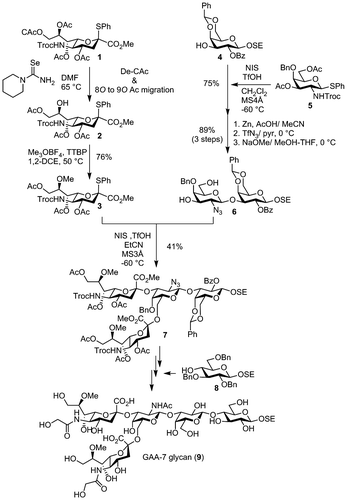 Fig. 3. Synthesis of GAA-7 glycan.Notes: CAc, chloroacetyl; MS, molecular sieves; NIS, N-iodosuccinimide; TTBP, 2,4,6-tri-tert butylpyrimidine.