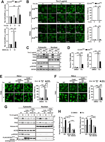 Figure 4. Nuclear translocation of TFEB and TFE3 is impaired in A/A cells during ER stress. (A) Luciferase activity assay of the 5xCLEAR luciferase reporter. S/SMEF and A/AMEF cells were cotransfected with plasmids expressing 5XCLEAR-driven firefly luciferase and CMV-driven Renilla luciferase for 30 h. Cells were treated with Tm (100 ng/mL) for the indicated durations or starved with EBSS for 12 h, and then luciferase activities were measured. Data are presented as mean ± SEM of three independent experiments. (B) Representative IF images of TFEB (upper) and TFE3 (lower) in S/SHep and A/AHep cells treated with Tm (1 µg/mL) for the indicated durations. Scale bar: 20 µm. The percentage of cells with nuclear localized TFEB or TFE3 is indicated in each image and shown in the graphs. Data are presented as mean ± SEM of three independent experiments (about 140–500 cells per condition). (C) WB analysis of the subcellular distributions of TFEB and TFE3 in S/SHep and A/AHep cells treated without or with Tm (1 µg/mL) for 24 h. LMNA (lamin A/C) and ACTB were used as loading controls of the nuclear and cytoplasmic fractions, respectively. (D) Densitometric quantification of nuclear TFEB and TFE3 in (C). Values were normalized against LMNA levels. Data are presented as mean ± SEM of three independent experiments. (E and F) Representative IF images of TFEB (E) and TFE3 (F) in WT HeLa cells (HeLa-WT), HA-Cas9- and FLAG-EIF2S1S51A-expressing HeLa cells (HeLa-Cas9 EIF2S1S51A OE), and HA-Cas9- and FLAG-EIF2S1S51A-expressing and EIF2S1-KO HeLa cells (HeLa-Cas9 EIF2S1S51A OE EIF2S1 KO). Cells were treated with DMSO or Tm (2 µg/mL) for 24 h. Scale bar: 20 µm. The graphs depict the percentage of cells with nuclear TFEB or TFE3. Data are presented as mean ± SEM of three independent experiments (at least 150 cells per condition). (G) WB analysis of the subcellular distributions of TFEB and TFE3 in HeLa-WT, HeLa-Cas9 EIF2S1S51A OE, and HeLa-Cas9 EIF2S1S51A OE EIF2S1 KO cells treated with DMSO or Tm (2 µg/mL) for 24 h. Histone H3 and ACTB were used as loading controls of the nuclear and cytoplasmic fractions, respectively. (H) Densitometric quantification of nuclear TFEB and TFE3 in (G). Values were normalized against Histone H3 levels. Data are presented as mean ± SEM of three independent experiments. A two-way ANOVA with Sidak’s post hoc test was used in (A)-(H).