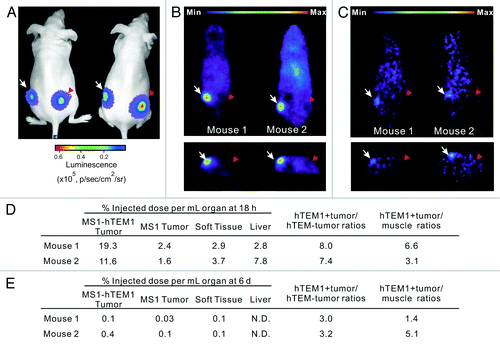 Figure 5. In vivo ImmunoPET imaging of tumor-bearing mice with [124I]-MORAb-004. (A) Nude mice bearing tumors developed with ID8 cells and MS1-hTEM1/fLuc cells (arrow) or control tumors developed with ID8 cells and MS1/fLuc cells (red arrowhead) were subject to bioluminescence imaging two weeks following s.c. cell inoculation. (B and C) Small animal PET imaging of the same mice were conducted (B) 18 h, and (C) 6 d post-injection of [124I]-MORAb-004 (~80 μCi, 5 μg per mouse). Mice were pre-fed KI for 24 h prior to PET. Serial posterior transverse (top row) and coronal (bottom row) PET images are shown (0.5 mm thick slices). A strong 124I-PET signal is present in the hTEM1-postive tumor (arrow), with clear delineation. No uptake could be appreciated in the hTEM1-negative tumor. (D and E) Estimated activities and tissue uptake ratios as measured by PET from ROIs drawn on tumors, liver, and soft tissue at 18 h (D) and 6 d (E) post-injection of [124I]-MORAb-004.