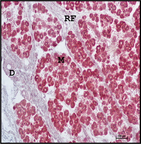 Figure 8. Photomicrograph of mandibular salivary gland of 28.3 cm CVRL (137th day) buffalo foetus showing fine reticular fibres (RF) around the lobules. (M-mucous acini; D-duct). Gridley’s method ×100.