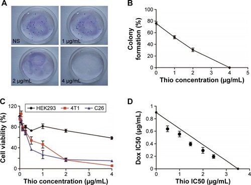 Figure 1 Anticancer effects of Thio in breast cancer.Notes: (A) Colony formation of 4T1 cells with Thio treatment. (B) Colony formation rate of 4T1 cells using different concentrations of Thio. (C) Cytotoxicity of Thio on 4T1, C26, and HEK293 cell lines. (D) Cytotoxicity of combination of Thio and Dox on 4T1 cells.Abbreviations: Thio, thioridazine; Dox, doxorubicin; IC50, half maximal inhibitory concentration; NS, normal saline.