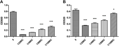 Figure 1 Mucoviscosity and CPS production are reduced in LVX-treated strains. Uronic acid mucoviscosity (A) and CPS production (B) were assessed as described in Materials and Methods. The data presented here are from a representative assay. The one-way ANOVA test was performed to determine statistically significant differences between different concentrations of LVX and without LVX, ***p < 0.001. The mucoviscosity determined by centrifugation was represented by OD600 of three independent experiments (mean±SD). (0 vs 1/2MIC, 0 vs 1/4MIC, 0 vs 1/8MIC, 0 vs 1/16MIC, ***p < 0.001). The amount of CPS was represented by OD520 of three independent experiments (mean±SD). (0 vs 1/2MIC, 0 vs 1/4MIC, 0 vs 1/8MIC, 0 vs 1/16MIC, ***p < 0.001, *p < 0.05).