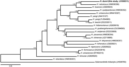 Figure 1. Bayesian inference tree of the genus Hynobius based on 13 protein-coding genes of H. dunni and the other 18 Hynobius species and a Salamandra tridactyla. The tree was reconstructed using MrBayes 3.2.7a (Ronquist and Huelsenbeck Citation2003) with GTR + I + G model selected under Akaike information criterion using Kakusan4 (Tanabe Citation2007). Analyses were run for three million generations, and trees were sampled every 1000 generations. Convergence among runs was verified by examining the likelihood plots using Tracer 1.7 (Rambaut et al. Citation2018). The first 25% of trees were discarded as burn-in and the remaining trees were summarized with posterior probabilities at the nodes.