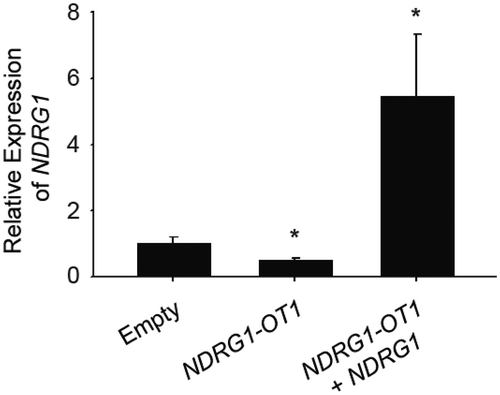 Figure 1. The transcriptional levels of NDRG1 were inhibited by overexpressing NDRG1-OT1. MCF-7 cells were transfected with NDRG1-OT1 (2 μg) for 24 h, and NDRG1 (2 μg) for another 24 h. The expression levels of NDRG1-OT1 and NDRG1 were measured in MCF-7 cells by qRT-PCR. The relative expression level was normalized to empty control. Internal control: 18s. Data were repeated at least 3 times, and the results shown are the means ± SDs. *: P < 0.05 versus empty control.