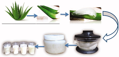 Scheme 1. Preparation of Aloe vera pulp for yogurt manufacture.