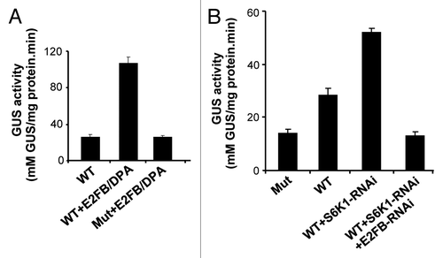 Figure 1. S6K1 regulates the CDKB1;1 promoter activity through E2FB. (A) The CDKB1;1 WT promoter (WT) and CDKB1;1 mutant (Mut) promoter, where the consensus E2F binding site was mutatedCitation35 were fused to the GUS reporter gene and GUS activity measured in cells co-transformed with E2FB/DPA constructs. (B) Determination of activity of the CDKB1;1 WT and Mut promoter fused to the GUS reporter gene in cells transformed with a S6K1-RNAi construct alone or together with E2FB-RNAi.