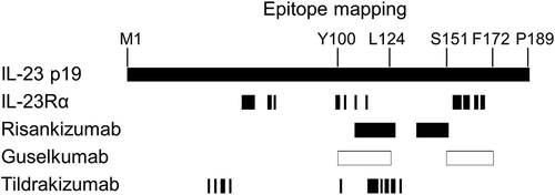 Figure 2. Epitope alignment of IL-23 Rα and IL-23 antibodies on the IL-23p19 sequence. The epitopes of guselkumab (white boxes) and risankizumab (black boxes)Citation9 as determined by HDX-MS. The epitopes of tildrakizumabCitation28 and IL-23 RαCitation29 as determined by x-ray crystallography are shown in black bars