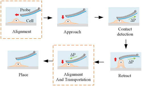 Figure 1. Schematic of cell pick and place process. The red arrow represents the direction of movement of the probe, and the green arrow represents the direction of pressure application.