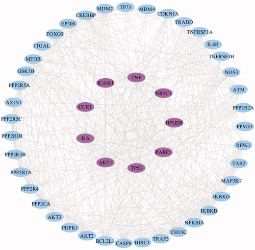 Figure 5. The PPI network generated in this study. The pink nodes represent the 9 common targets, the blue nodes represent the related active proteins obtained by the STRING Tool, while the edges represent the interactions between nodes.