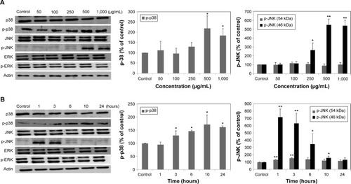 Figure 5 Expression of MAPK in A549 cells exposed to different concentrations of LDH-NPs for 24 hours (A) or to 500 μg/mL LDH-NPs for different time periods (B). Relative density of expression of ERK, JNK, and p-38 were normalized versus β-actin and are presented relative to the non-treated control.Notes: The results are presented as the mean ± standard deviation of three independent experiments. *Denotes a significant difference from the non-treated control (P<0.05). **Denotes a significant difference from the non-treated control (P<0.01).Abbreviations: LDH-NPs, layered double hydroxide nanoparticles; MAPK, mitogen-activated protein kinase; ERK, extracellular signal-regulated kinase; JNK, c-Jun-N-terminal kinase.