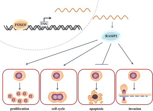 Figure 8. FOXO3-regulated RASIP1 promoted malignant behaviors of DLBCL cells.