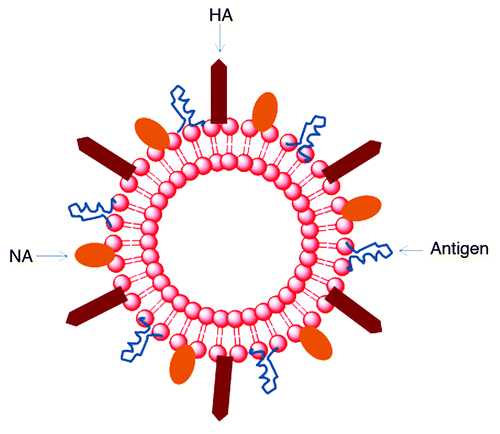 Figure 6. Virosomes are made up of a phospholipid bilayer which is similar to a liposome. This structure provides a platform to hold influenza virus surface protein hemagglutinin (HA) and neuraminidase (NA). Antigens are incorporated into the virosome system.