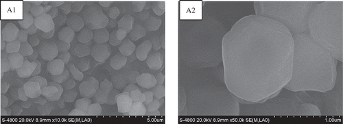 FIGURE 1 Scanning electron photograph of starch from amaranth grain seeds: (A1) = 10,000 times; (A2) = 50,000 times.
