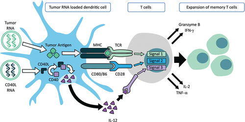 Figure 1. CMN-001 mechanism of action. Signal 1, mature DC expresses human leukocyte antigen (HLA) (a–c) surface molecules. In the CMN-001 manufacturing process, electroporation of autologous DC with amplified autologous tumor RNA enables the surface presentation of autologous tumor antigens in an appropriate HLA context. Signal 2, mature DCs express CD80/86 costimulatory molecules on the cell surface and deliver a costimulatory signal through the CD28 receptor present on T cells. Signal 3, the induction of IL-12 secretion from DC is achieved by cell surface ligation of CD40 by interaction with CD4+ helper T cells, which express CD40L on their cell surface. The efficiency of CD40/CD40L ligation is improved by performing it ex vivo in the CMN-001 manufacturing process. Electroporation of the DC with CD40L RNA allows for ectopic expression of CD40L with subsequent ligation with CD40 within the DC. Signaling via the formation of CD40/CD40L complexes within the DC stimulates IL-12 release from the DC, thus bypassing the requirement for a chance CD4+ helper T cell encounter in vivo and providing IL-12 for the expansion of cytotoxic T cells.