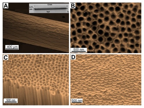 Figure 4 Scanning electron microscope images of (A) a drug-releasing implant based on a titanium (Ti) wire with titania nanotube (TNT) arrays on the surface (whole wire shown in inset), (B) the top surface of the TNTs, (C) a cross-sectional view showing hollow nanotube structures, and (D) the bottom surface, showing closed ends of the nanotube structures (the TNT layer was removed from the underlying Ti for imaging purposes).