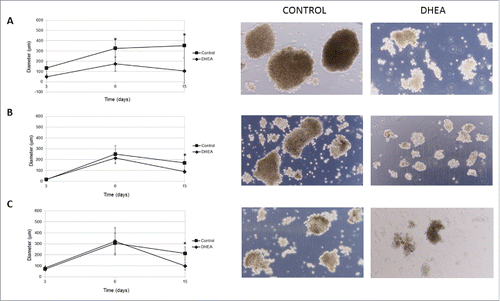 Figure 5. DHEA decreased the growth of multicellular spheroids. Cells were cultured as spheroids using liquid overlay assay without (control) or with 100 μM DHEA for 3, 6, and 15 d. After these times, the diameter of spheroids was measured and photographs (15 days) were taken at a 10X magnification in MCF-7 (A), MDA-MB-231 (B), and ZR 75.30 (C) cells. The results show the diameter (μm), and are expressed as mean ± SEM of 3 independent experiments. * Indicates a P < 0.01 compared with control cells.