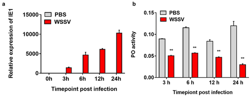 Figure 5. WSSV suppresses the shrimp PO activity at the early stage of infection. (a) qPCR analysis of IE1 expression during WSSV infection. (b) Detection of PO activity after WSSV infection. The shrimp was divided into two group, and then intramuscularly injected with WSSV or PBS (negative control). At 0, 3, 6, 12 and 24 h post-infection, the hemocytes per group were collected and used for qPCR and determination of PO activity. The data referred to the means ± SD of triplicate assays (**, p <0.01).