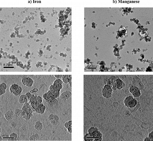 FIG. 5. TEM images of Mn and Fe oxides nanoparticles. (a) Iron oxide. (b) Mn oxide.