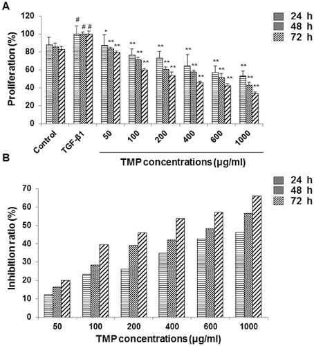 Figure 2. Effects of TMP on the proliferation of HSC-T6 cells. (A) HSC-T6 cell proliferation was measured with MTT assay. In the control group, cells received no drug treatment; in the TGF-β1-treated group, cells were treated with 5 ng/mL TGF-β1; in the TMP-treated groups, cells were first incubated with 5 ng/mL TGF-β1 for 30 min, and then treated TMP at concentrations of 50, 100, 200, 400, 600 and 1000 μg/mL for 24, 48 and 72 h, respectively. (B) Inhibition ratios of TMP on HSC-T6 cell proliferation. n = 6; compared with the blank control, #P < 0.05; compared with the TGF-β1-treated group, *P < 0.05, **P < 0.01.