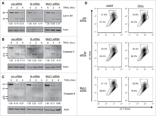 Figure 5. MUC1 knockdown reconstitutes TRAIL-mediated killing by reducing mitochondrial integrity. (A) Immunoblot of lamin B1 cleavage from siRNA-treated PANC-1 pBr cl 2 cells treated with TRAIL (500 ng/mL) for the indicated time points. (B) Immunoblot of caspase-3 cleavage from siRNA-treated PANC-1 pBr cl 2 cells treated with TRAIL (500 ng/mL) for the indicated time points. (C) Immunoblot of caspase-8 cleavage from siRNA-treated PANC-1 pBr cl 2 cells treated with TRAIL (500 ng/mL) for the indicated time points. All numbers represent the ratio of the respective full-length protein compared to actin and then normalized to the control 0 h treatment. (D) Flow cytometry analysis of JC-1 fluorescence from the siRNA-treated PANC-1 pBr cl 2 cells treated with TRAIL (500 ng/mL, 2 h). The top gate represents the ΔΨmhi population and the bottom gate represents the ΔΨmlow population.