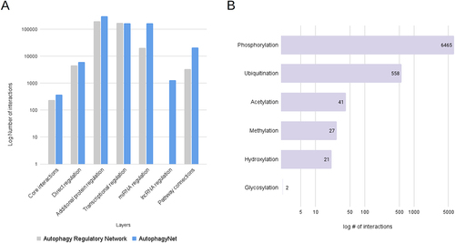 Figure 2. Statistics of AutophagyNet. (A) number of interactions are counted by layer in the previous autophagy regulatory network (gray) and the new AutophagyNet (blue) resources. (B) number of annotated PTM interactions per type of PTM.