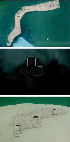 Figure 3. Configuration of the square samples used to validate the models on the Camargue colony (top), the Tuz colony (middle) and the Kiaone colony (bottom).