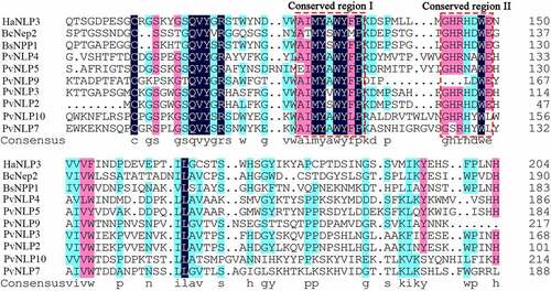 Figure 1. Multiple sequence alignment of PvNLPs with other pathogens NLP proteins.