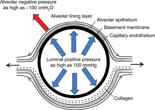 Figure 6 Schematic depicting cross-section of a pulmonary capillary.