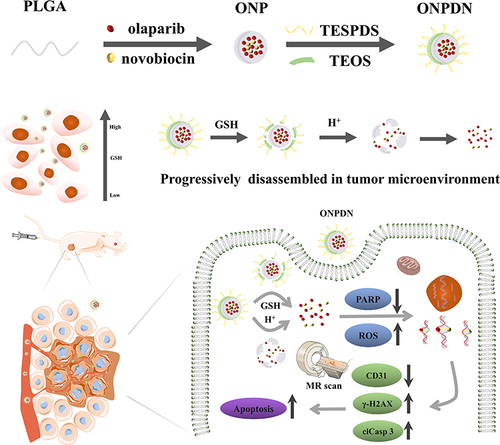 Scheme 1 A progressively disassembled DNA repair inhibitors nanosystem (ONPDN) accumulated within environments characterized by elevated glutathione concentrations, effectively delivering drugs against BRCA wild-type TNBC.