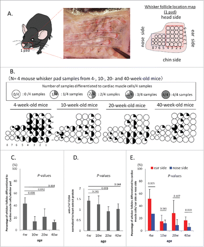 Figure 1. Whisker follicles from 4-week-old mice have greater potential for differentiation to cardiac-muscle cells than older mice. (A) Location map of mouse whisker follicles from one pad in one cheek. Blue box = nose side of the mouse whisker pad, Red box = ear side of the mouse whisker pad. (B) Whisker follicles from 4-week-old mice have a greater potential for differentiation to cardiac-muscle cells compared to 10-, 20-, and 40-week-old mice (n = 4 or each time point). (C) Comparison of the differentiation efficiency to cardiac-muscle cells from whisker follicles with mice of different age. (D) Anti-cTnT levels (ELISA analysis) in 4-, 10-, 20- and 40-week-old mouse cardiac-muscle cells differentiated from cultured whiskers. (E) Comparisons of whisker follicles from the ear side and nose side for differentiation potential to cardiac-muscle cells.